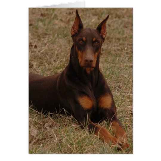 Ultimate Guard dog Card