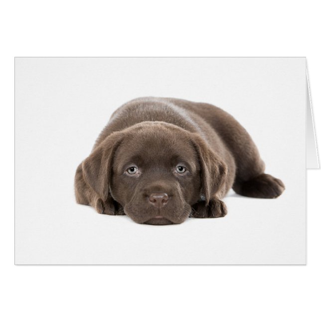 Ultra Cute Labrador Puppy (Front Horizontal)
