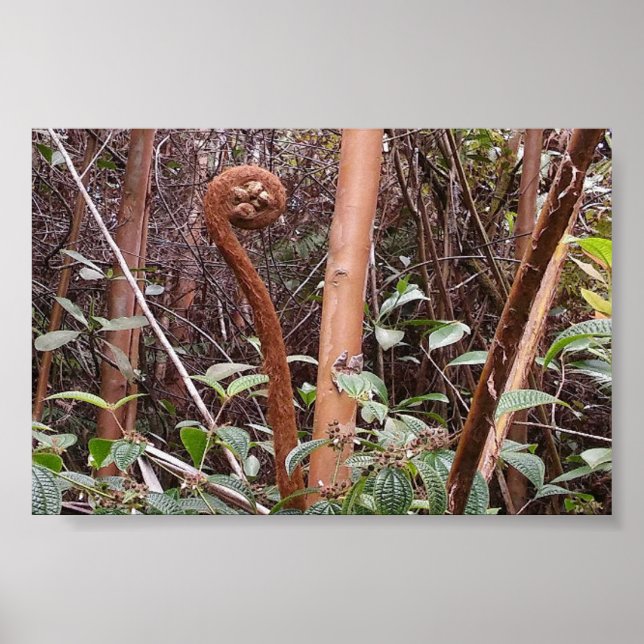 ULUHE FERN POSTER (Front)
