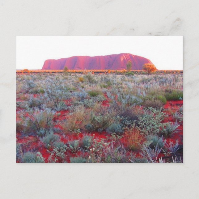 uluru red desert postcard (Front)