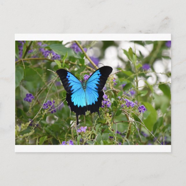 ULYSSES BUTTERFKY RURAL QUEENSLAND AUSTRALIA POSTCARD (Front)