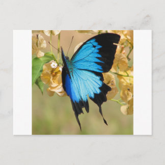 Ulysses Butterfly Postcard