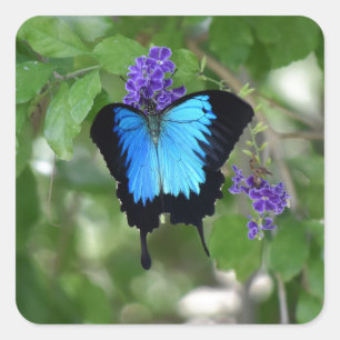 ULYSSES BUTTERFLY RURAL QUEENSLAND AUSTRALIA SQUARE STICKER