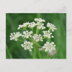 Umatilla Oregon Flora Flowers Plants Botany Postcard