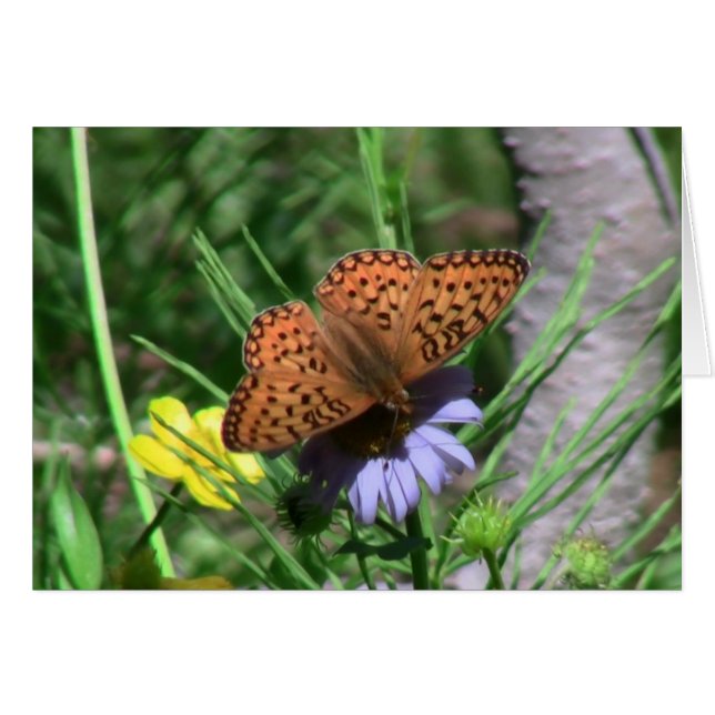 Umatilla Oregon  Insects / Arachnids Bugs Fauna (Front Horizontal)