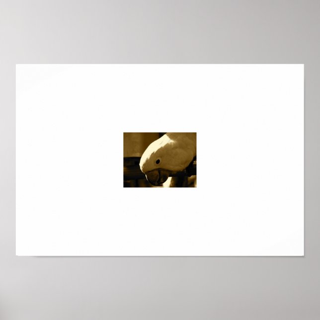 Umbrella Coakatoo Poster (Front)