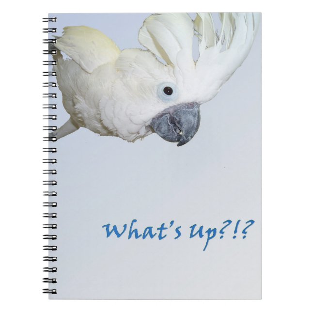 Umbrella Cockatoo asking Whats Up Notebook (Front)