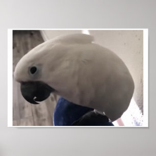 umbrella cockatoo's amazing personality poster
