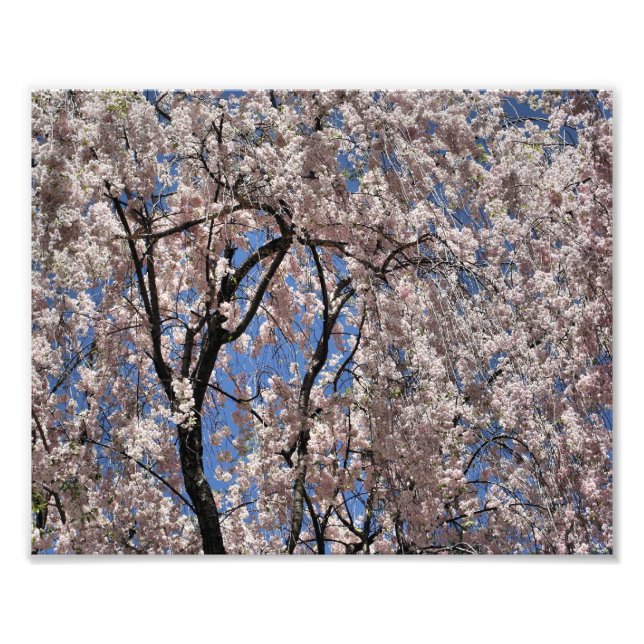 Umbrella Of Spring Blossoms Flower  Photo Print (Front)