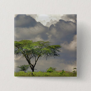 Umbrella Thorn Acacia, Acacia tortilis, and 2 15 Cm Square Badge