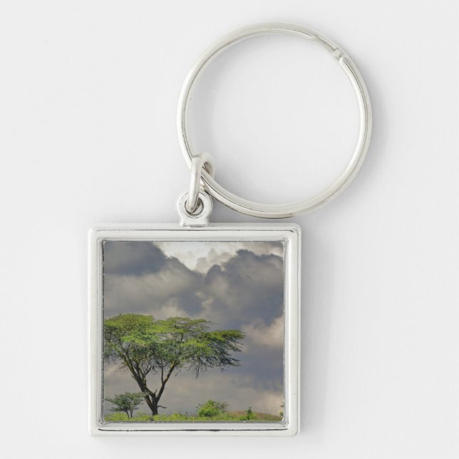 Umbrella Thorn Acacia, Acacia tortilis, and 2 Key Ring (Front)