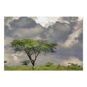 Umbrella Thorn Acacia, Acacia tortilis, and Photo Print