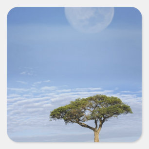 Umbrella Thorn Acacia, Acacia tortilis, and Square Sticker