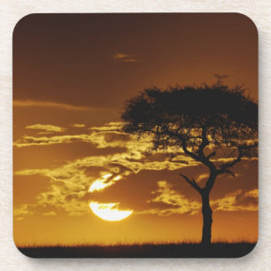Umbrella Thorn Acacia, Acacia tortilis, Coaster