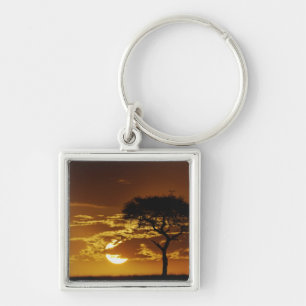 Umbrella Thorn Acacia, Acacia tortilis, Key Ring