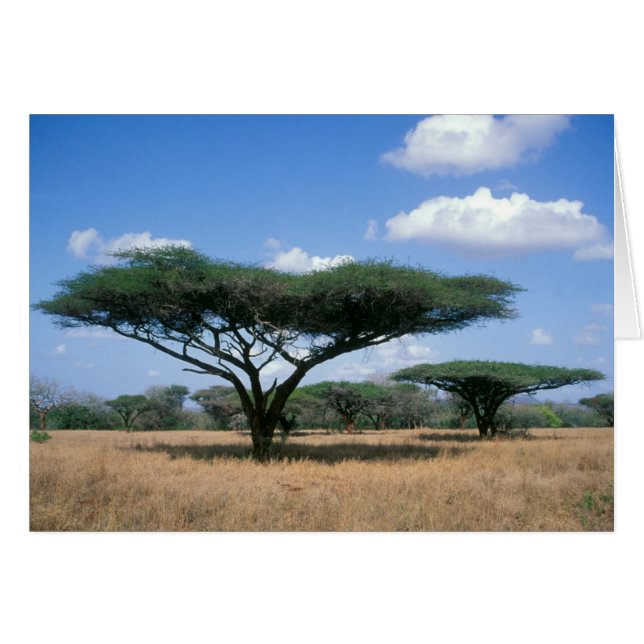 Umbrella Thorn Acacia (Acacia tortilis), Mkuze (Front Horizontal)