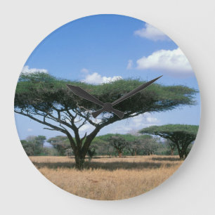 Umbrella Thorn Acacia (Acacia tortilis), Mkuze Large Clock