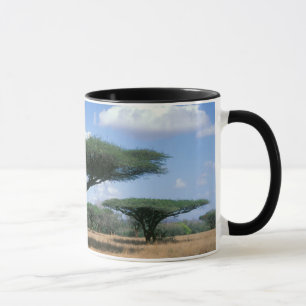 Umbrella Thorn Acacia (Acacia tortilis), Mkuze Mug