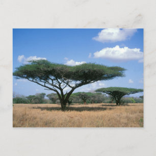 Umbrella Thorn Acacia (Acacia tortilis), Mkuze Postcard