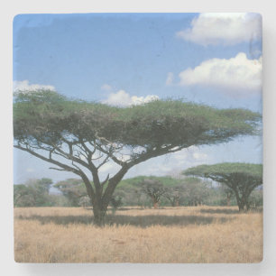 Umbrella Thorn Acacia (Acacia tortilis), Mkuze Stone Coaster