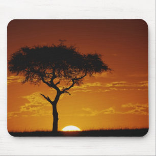 Umbrella Thorn Acacia, Acacia tortilis, Mouse Pad