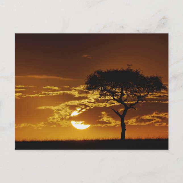 Umbrella Thorn Acacia, Acacia tortilis, Postcard (Front)