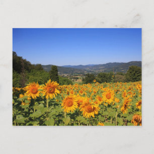 Umbrian Countryside Postcard