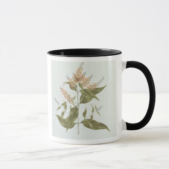 Umtar (Buddleia polystachya) (w/c over graphite on Mug (Right)