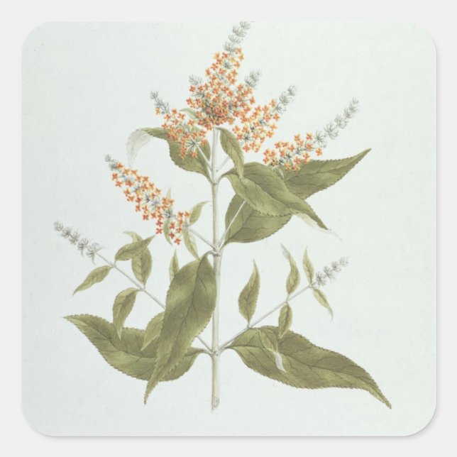 Umtar (Buddleia polystachya) (w/c over graphite on Square Sticker (Front)