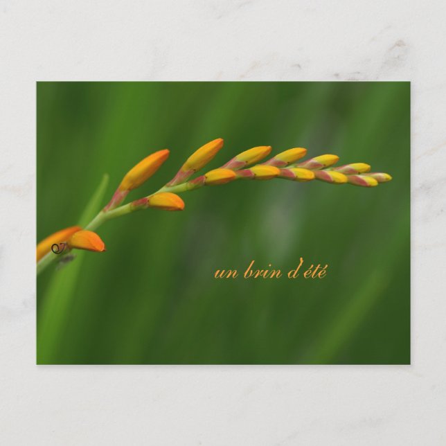 un brin d'été postcard (Front)