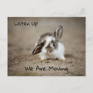 Unbelievably Cute Bunny Rabbit With Raised Ear Postcard