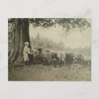 Uncle Bart and the Sheep Postcard