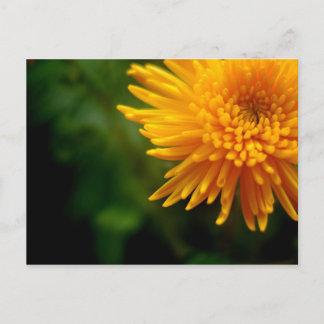 Uncommonly Beautiful postcard (mum)