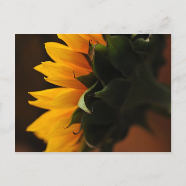 Uncommonly Beautiful postcard (sunflower) (Front)