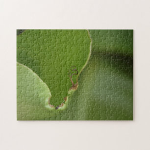 Uncurling New Green Banana Leaf Colour Photo Jigsaw Puzzle