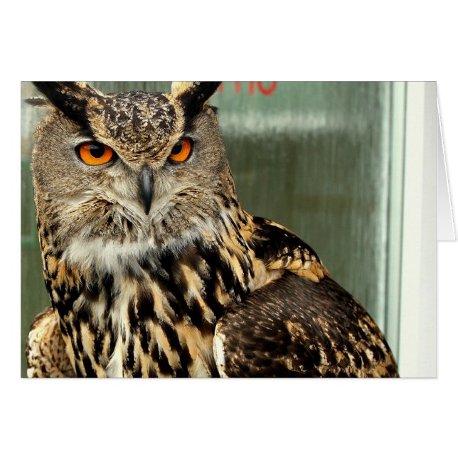 undefined (Front Horizontal)