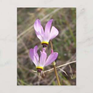 undefined postcard