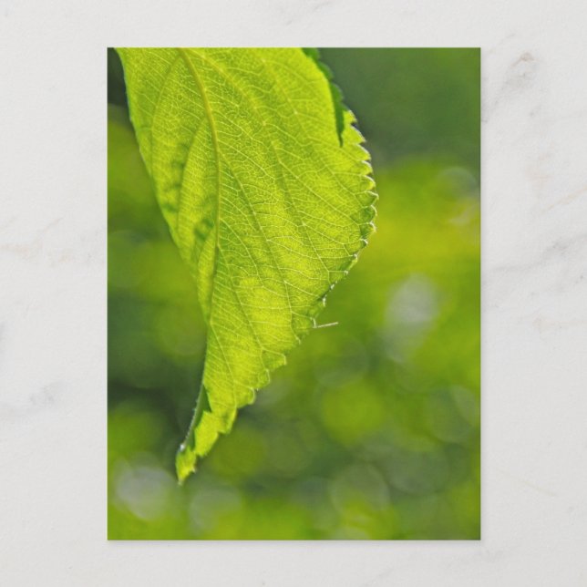 undefined postcard (Front)