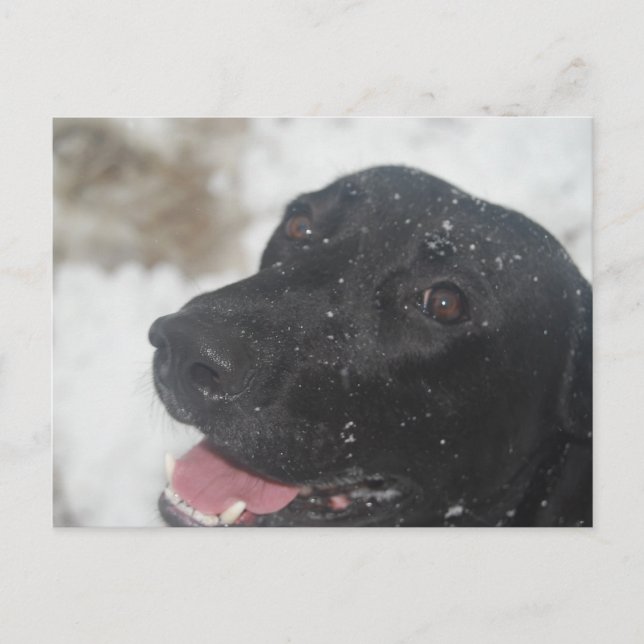 undefined postcard (Front)