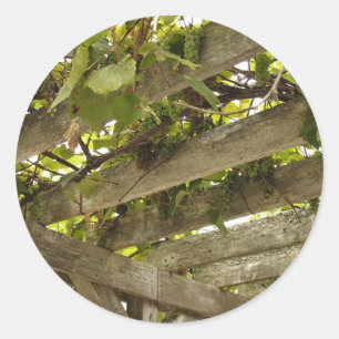 Under a Canopy of Grapes Classic Round Sticker