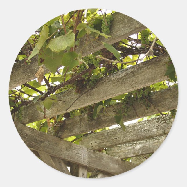 Under a Canopy of Grapes Classic Round Sticker (Front)