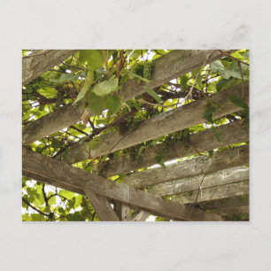 Under a Canopy of Grapes Postcard
