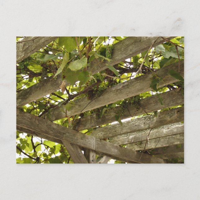 Under a Canopy of Grapes Postcard (Front)