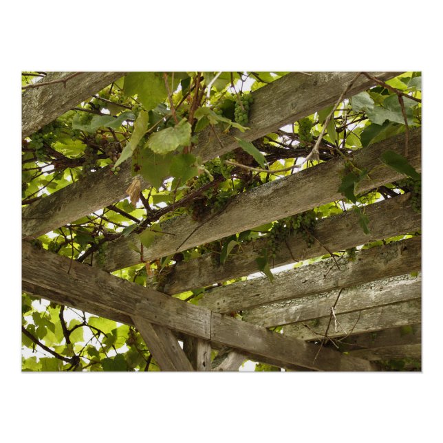 Under a Canopy of Grapes Poster (Front)