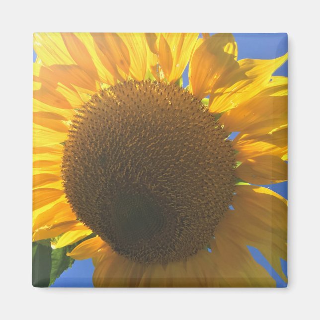 Under a Sunflower Magnet (Front)