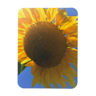 Under a Sunflower Magnet