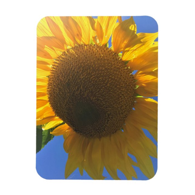 Under a Sunflower Magnet (Vertical)