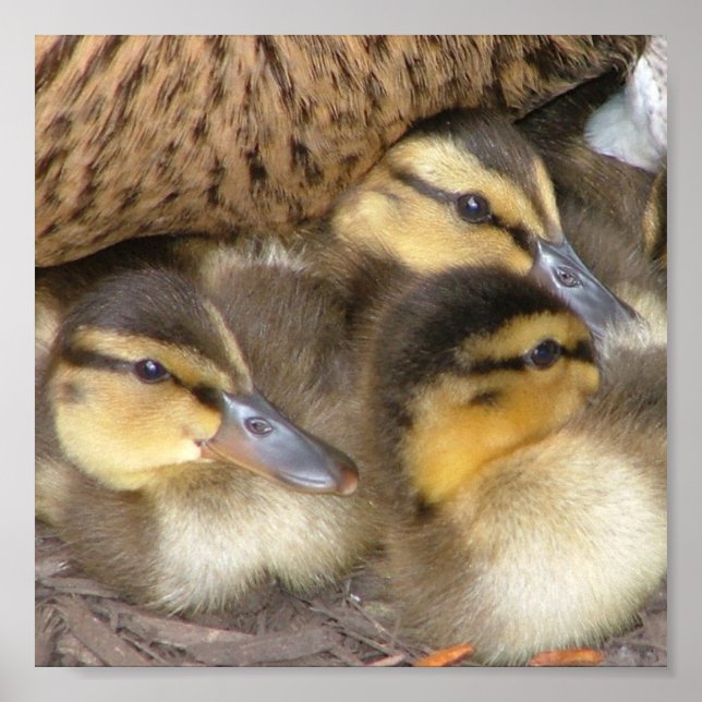 Under Cover Poster (Front)