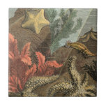 Under the Sea Ceramic Tile<br><div class="desc">Go underwater to explore the sea with all these different sea creatures. This vintage piece of art is a perfect addition to any sea anemone lovers. It captures sealife with starfishes,  kelp,  seaweed,  and other sea creatures. Get your art print today on your product.</div>