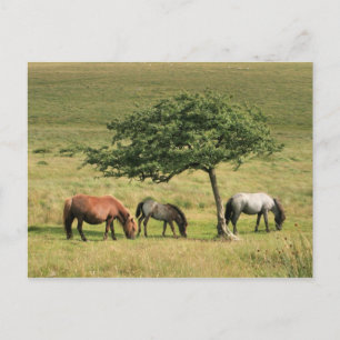 Under The Shade Postcard